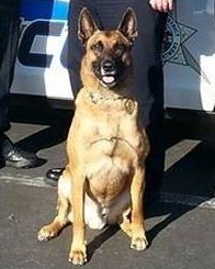 K9 Jag | Twin Rivers Unified School District Police Department, California K9 Jag | Twin Rivers Unified School District Police Department, California