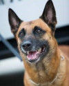 K9 Kobus | Omaha Police Department, Nebraska