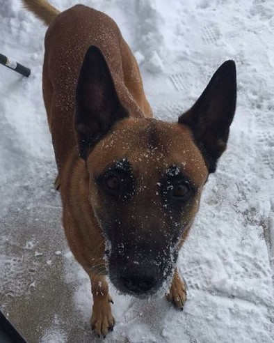 K9 Kobus | Omaha Police Department, Nebraska K9 Kobus | Omaha Police Department, Nebraska