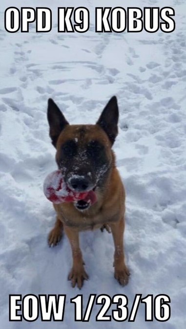K9 Kobus | Omaha Police Department, Nebraska K9 Kobus | Omaha Police Department, Nebraska