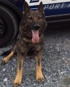K9 Aren | Port Authority of Allegheny County Police Department, Pennsylvania