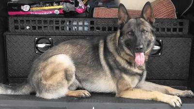 K9 Igor | Kissimmee Police Department, Florida K9 Igor | Kissimmee Police Department, Florida