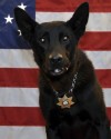 K9 Vigor | Monroe County Sheriff's Office, Tennessee