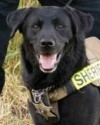 K9 Reefer | Chelan County Sheriff's Office, Washington