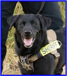 K9 Reefer | Chelan County Sheriff's Office, Washington K9 Reefer | Chelan County Sheriff's Office, Washington