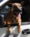 K9 Nicky | Las Vegas Metropolitan Police Department, Nevada
