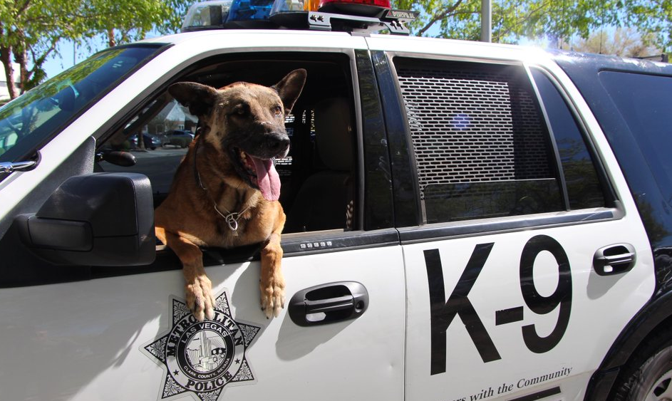 K9 Nicky | Las Vegas Metropolitan Police Department, Nevada K9 Nicky | Las Vegas Metropolitan Police Department, Nevada