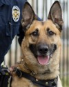 K9 Aldo | Unified Police Department of Greater Salt Lake, Utah