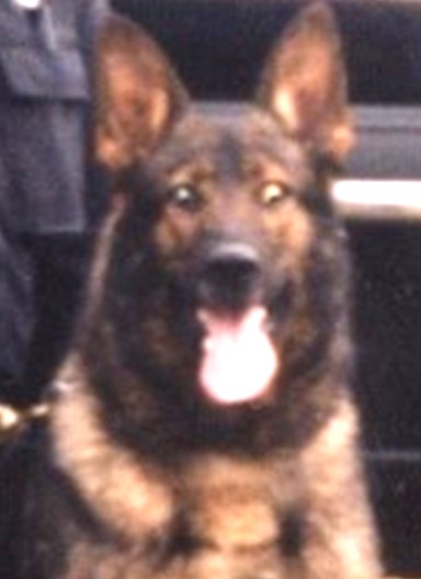 K9 Brisco | Oklahoma County Sheriff's Office, Oklahoma K9 Brisco | Oklahoma County Sheriff's Office, Oklahoma