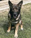 K9 Bruno | Anaheim Police Department, California