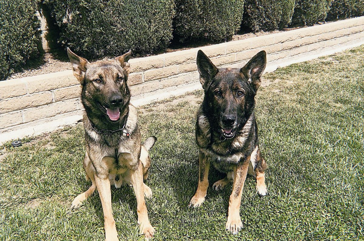 K9 Bruno | Anaheim Police Department, California K9 Bruno | Anaheim Police Department, California