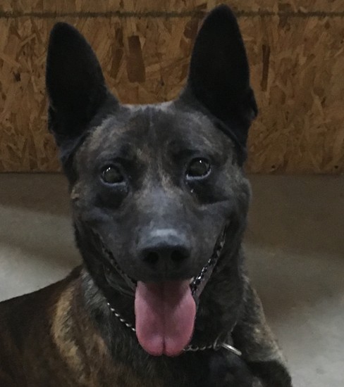 K9 Bruno | Amarillo Police Department, Texas K9 Bruno | Amarillo Police Department, Texas