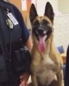 K9 Inca | Cherokee County School District Police Department, Georgia