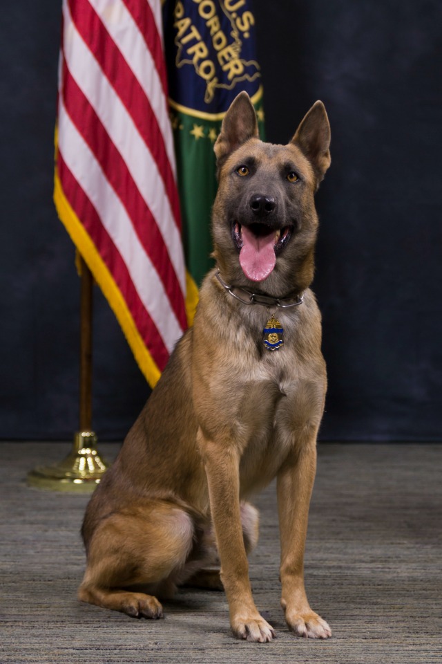 K9 Lazer | United States Department of Homeland Security - Customs and Border Protection - United States Border Patrol, U.S. Government K9 Lazer | United States Department of Homeland Security - Customs and Border Protection - United States Border Patrol, U.S. Government