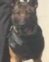 K9 Duke | Richland Parish Sheriff's Office, Louisiana