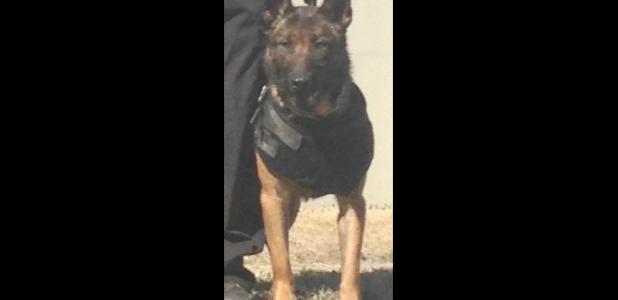 K9 Duke | Richland Parish Sheriff's Office, Louisiana K9 Duke | Richland Parish Sheriff's Office, Louisiana