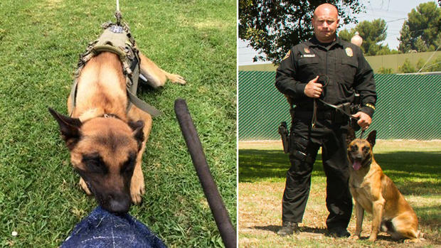 K9 Credo | Long Beach Police Department, California K9 Credo | Long Beach Police Department, California