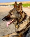 K9 Dasher | Oconee County Sheriff's Office, South Carolina