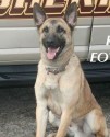 K9 Tyson | Fountain County Sheriff's Office, Indiana