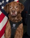 K9 Roscoe | Emmett Police Department, Idaho