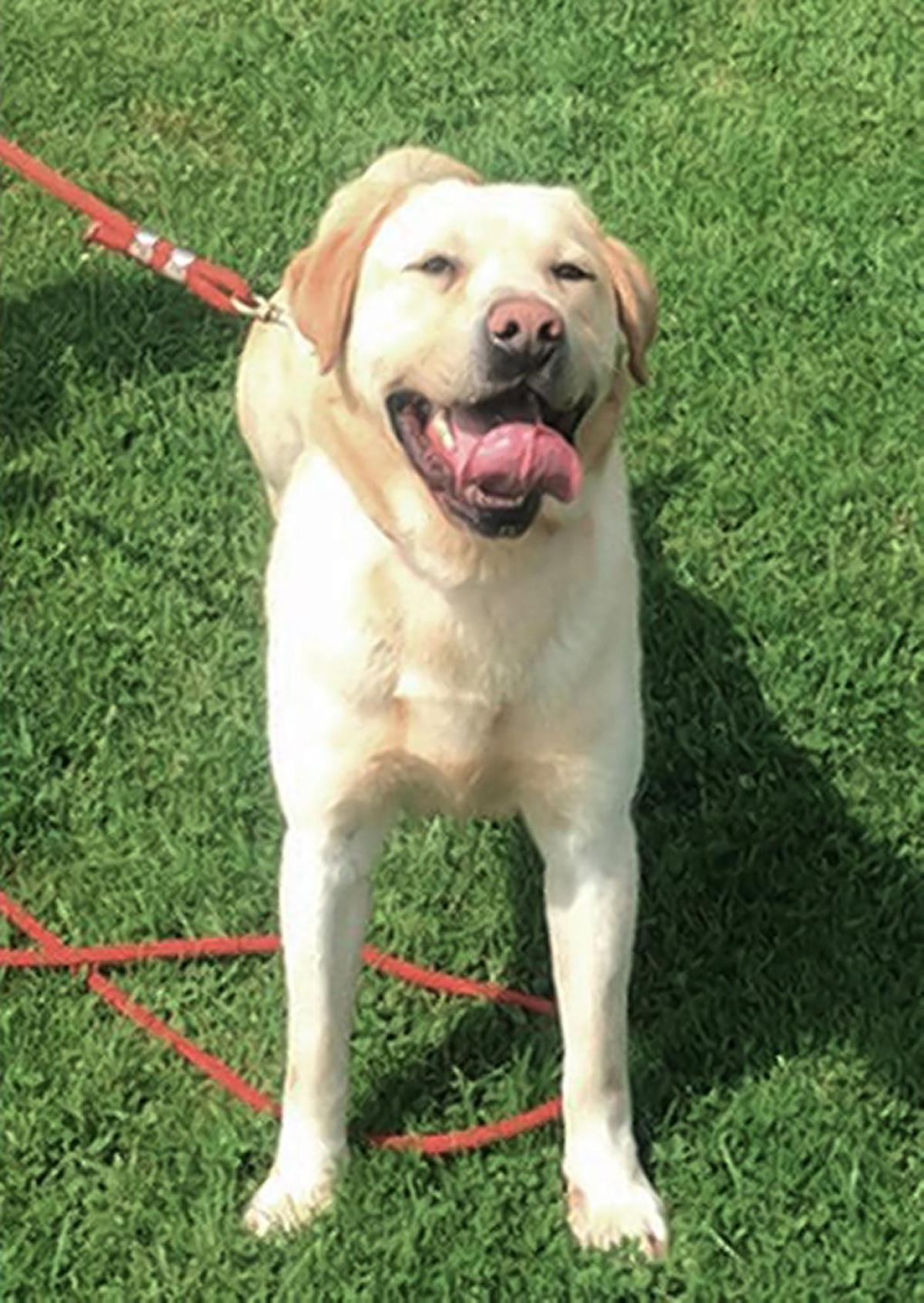 K9 Totti | Pennsylvania Department of Corrections, Pennsylvania K9 Totti | Pennsylvania Department of Corrections, Pennsylvania