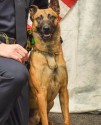 K9 Amigo | Kingman Police Department, Arizona