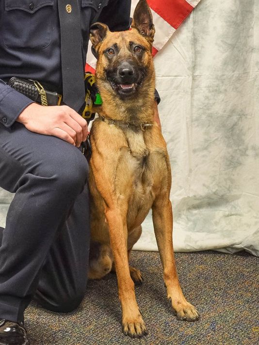 K9 Amigo | Kingman Police Department, Arizona K9 Amigo | Kingman Police Department, Arizona