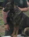 K9 Bak | Stephens County Sheriff's Office, Oklahoma