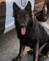 K9 Ty Vom Friedrichsfelder Eck | California City Police Department, California