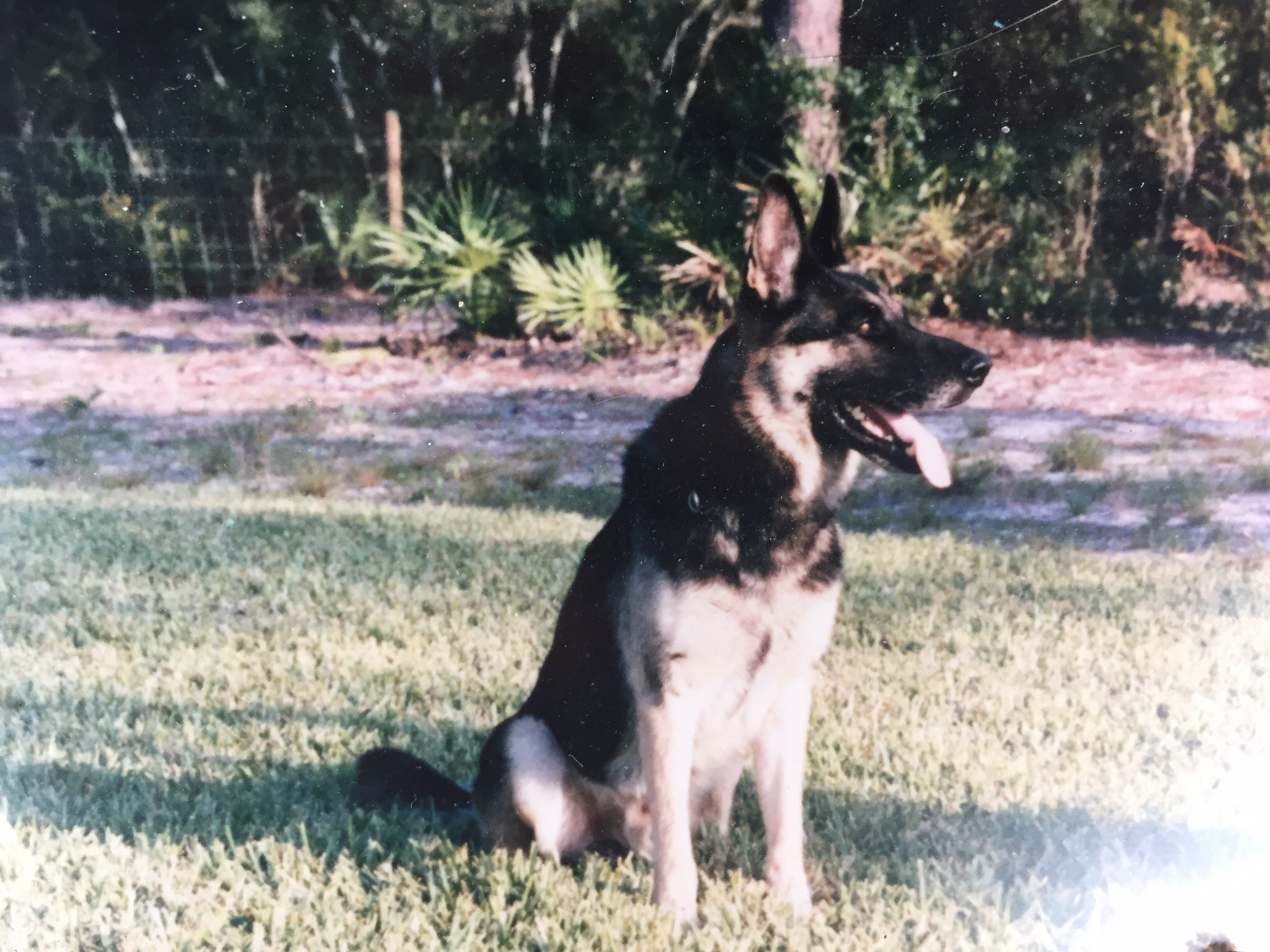 K9 Ajax | Osceola County Sheriff's Office, Florida K9 Ajax | Osceola County Sheriff's Office, Florida
