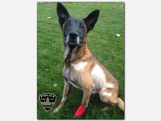 K9 Jardo | Boise Police Department, Idaho K9 Jardo | Boise Police Department, Idaho
