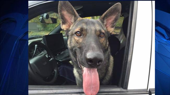 K9 Thor | Wethersfield Police Department, Connecticut K9 Thor | Wethersfield Police Department, Connecticut