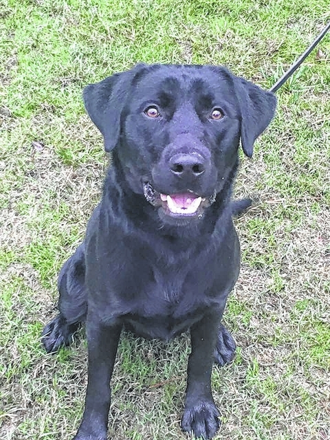 K9 Payne | Pembroke Police Department, North Carolina K9 Payne | Pembroke Police Department, North Carolina