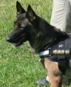 K9 Lina | Madison County Sheriff's Office, Arkansas