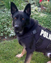 K9 Ranger | Forest Lake Police Department, Minnesota