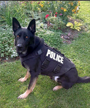 K9 Ranger | Forest Lake Police Department, Minnesota K9 Ranger | Forest Lake Police Department, Minnesota