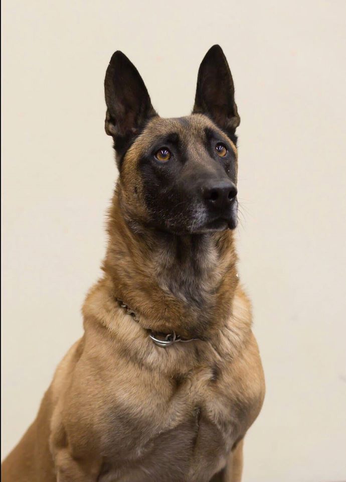 K9 Rooster | Wichita Police Department, Kansas K9 Rooster | Wichita Police Department, Kansas