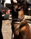 K9 Roscoe | Crowley Police Department, Louisiana