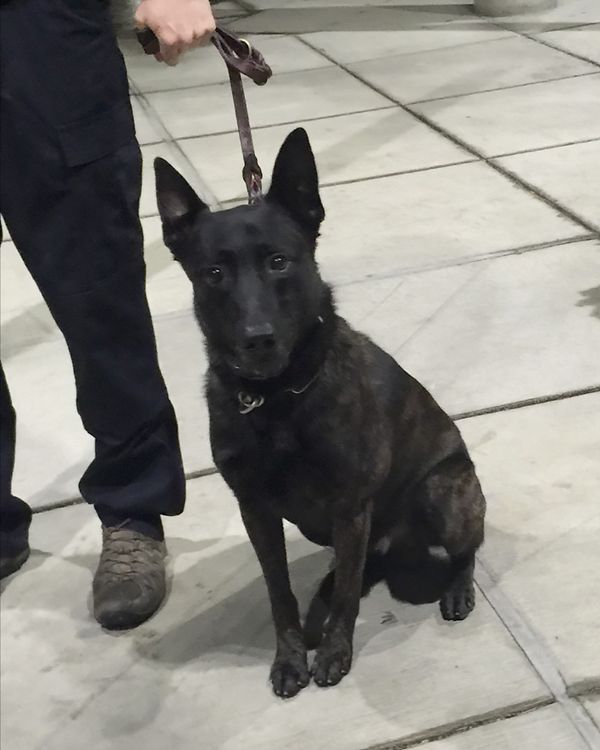 K9 Rico | Alaska State Troopers, Alaska K9 Rico | Alaska State Troopers, Alaska