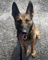 K9 Doki | Jasper County Sheriff's Office, South Carolina
