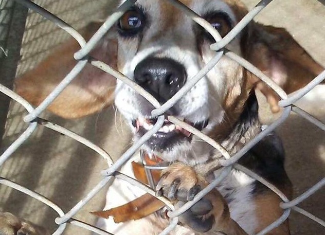 K9 Freckles | Florida Department of Corrections, Florida K9 Freckles | Florida Department of Corrections, Florida