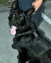 K9 Diesel | Sebastian Police Department, Florida