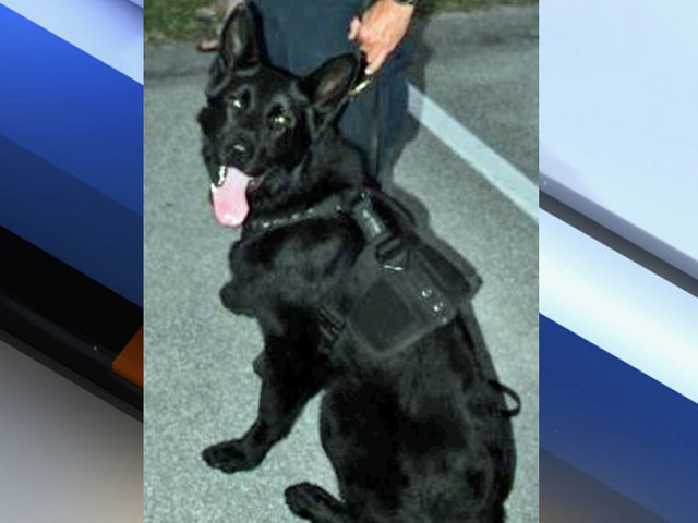 K9 Diesel | Sebastian Police Department, Florida K9 Diesel | Sebastian Police Department, Florida