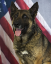 K9 Endy | Cache County Sheriff's Office, Utah