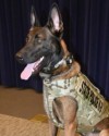 K9 Will | New York State Police, New York