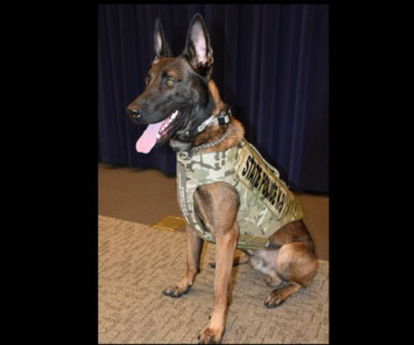 K9 Will | New York State Police, New York K9 Will | New York State Police, New York