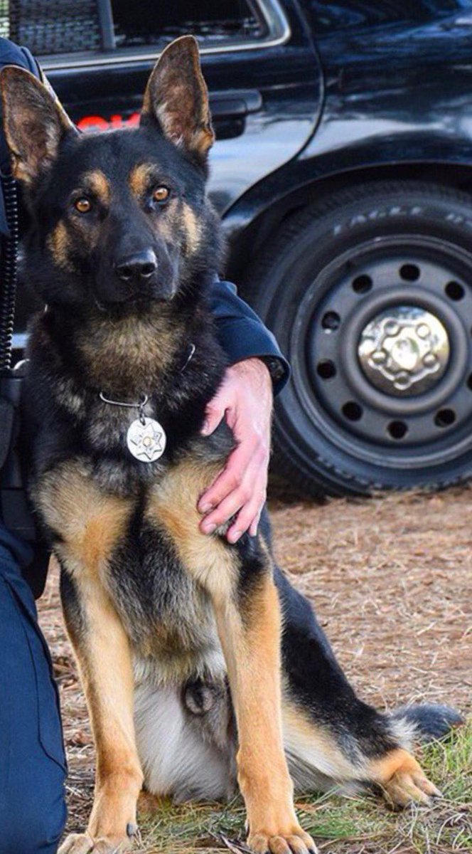 K9 Jax | Sunnyvale Department of Public Safety, California K9 Jax | Sunnyvale Department of Public Safety, California