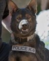 K9 Argo | Normandy Police Department, Missouri
