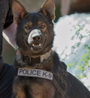 K9 Argo | Normandy Police Department, Missouri K9 Argo | Normandy Police Department, Missouri