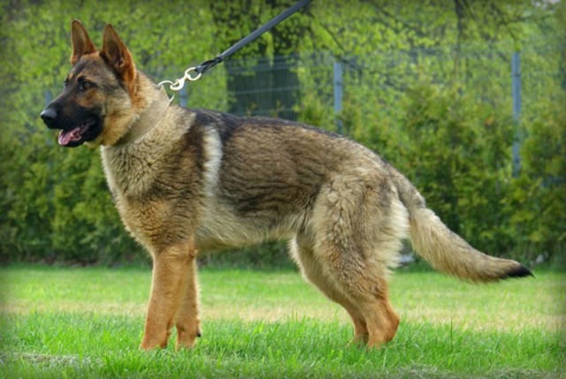 K9 Ori | Antrim County Sheriff's Office, Michigan K9 Ori | Antrim County Sheriff's Office, Michigan